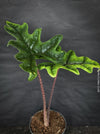 Alocasia Jacklyn, organically grown tropical plants for sale at TOMsFLOWer CLUB.