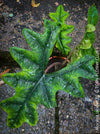 Alocasia Jacklyn, organically grown tropical plants for sale at TOMs FLOWer CLUB