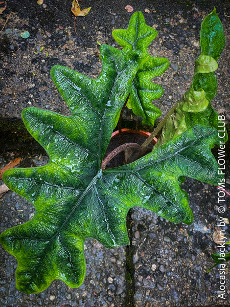 Alocasia Jacklyn, organically grown tropical plants for sale at TOMs FLOWer CLUB