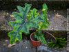 Alocasia Jacklyn, organically grown tropical plants for sale at TOMs FLOWer CLUB