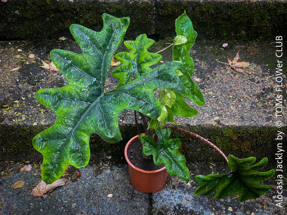 Alocasia Jacklyn, organically grown tropical plants for sale at TOMs FLOWer CLUB