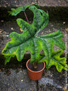 Alocasia Jacklyn, organically grown tropical plants for sale at TOMs FLOWer CLUB