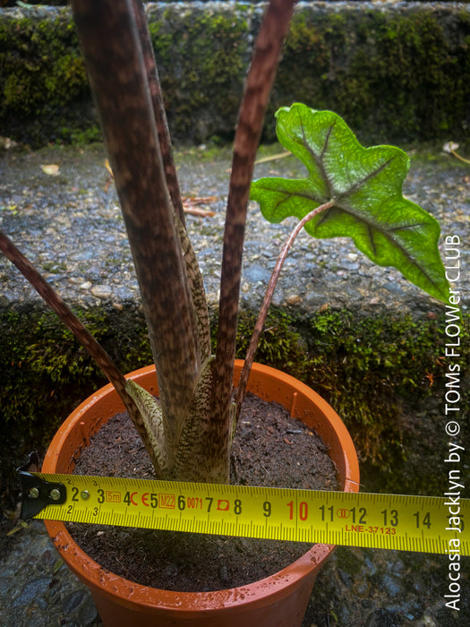 Alocasia Jacklyn, organically grown tropical plants for sale at TOMs FLOWer CLUB