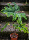 Alocasia Jacklyn, organically grown tropical plants for sale at TOMs FLOWer CLUB