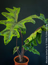 Alocasia Jacklyn, organically grown tropical plants for sale at TOMs FLOWer CLUB