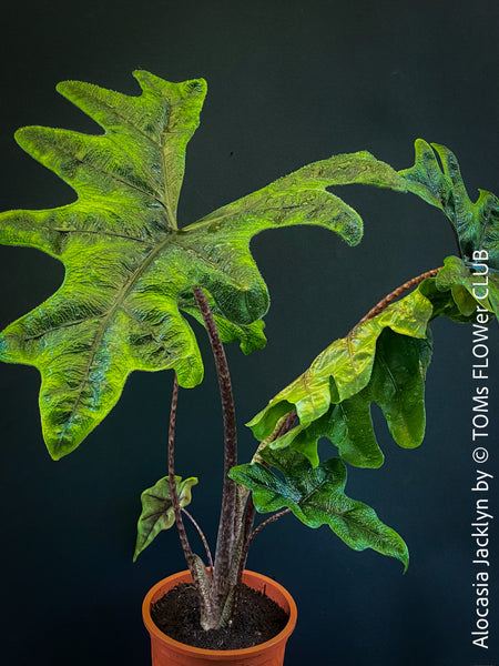 Alocasia Jacklyn, organically grown tropical plants for sale at TOMs FLOWer CLUB