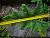 Alocasia Jacklyn, organically grown tropical plants for sale at TOMs FLOWer CLUB