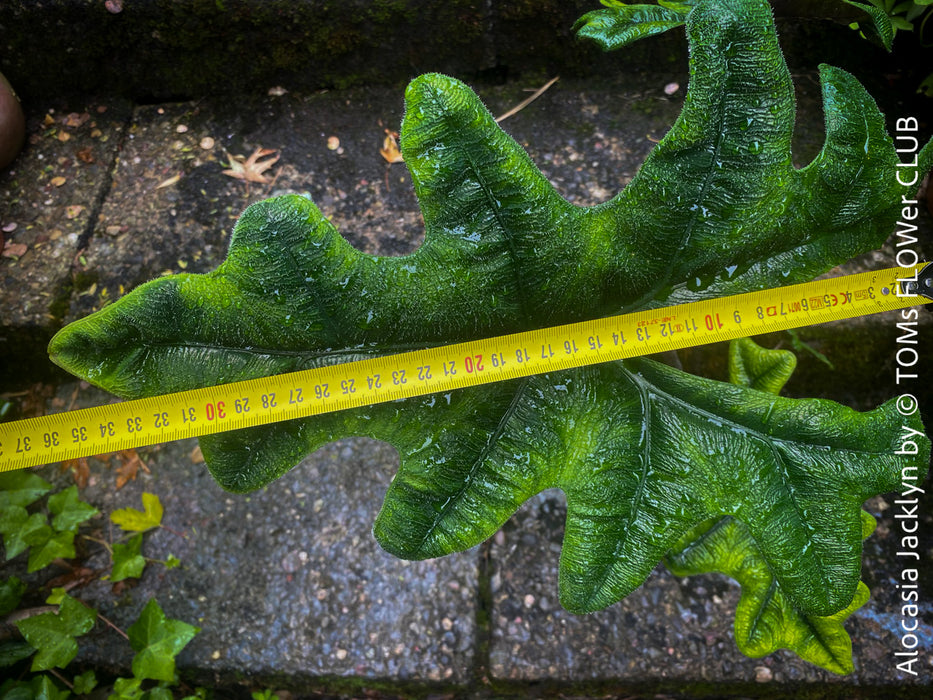 Alocasia Jacklyn, organically grown tropical plants for sale at TOMs FLOWer CLUB