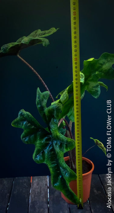 Alocasia Jacklyn, organically grown tropical plants for sale at TOMs FLOWer CLUB