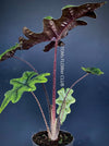 Alocasia Jacklyn, organically grown tropical plants for sale at TOMs FLOWer CLUB