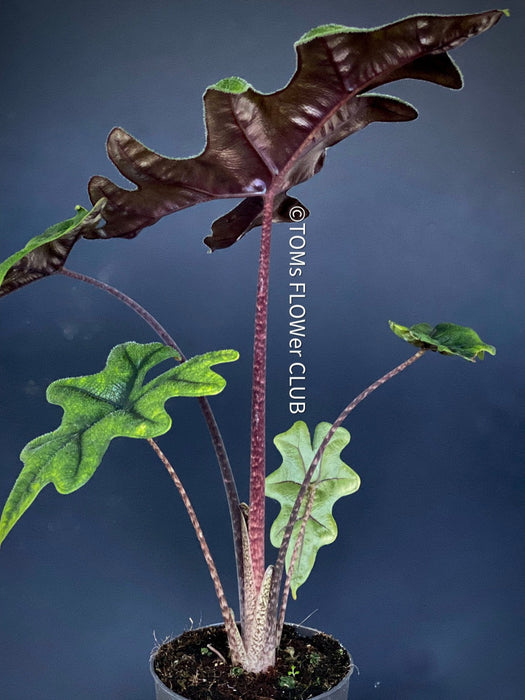 Alocasia Jacklyn, organically grown tropical plants for sale at TOMs FLOWer CLUB