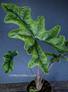 Alocasia Jacklyn, organically grown tropical plants for sale at TOMs FLOWer CLUB