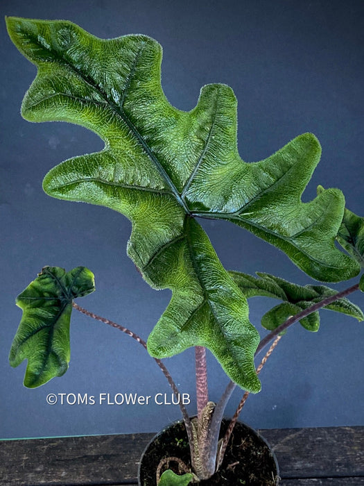 Alocasia Jacklyn, organically grown tropical plants for sale at TOMs FLOWer CLUB