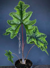 Alocasia Jacklyn, organically grown tropical plants for sale at TOMs FLOWer CLUB