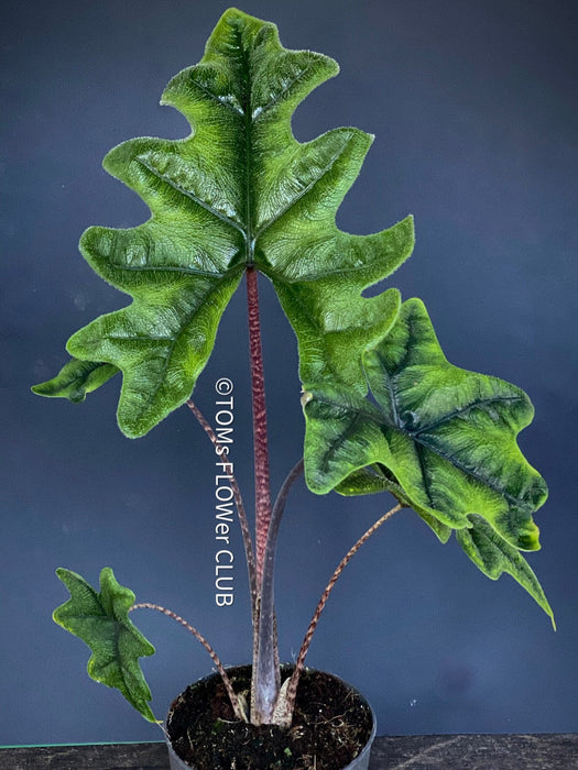 Alocasia Jacklyn, organically grown tropical plants for sale at TOMs FLOWer CLUB