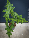 Alocasia Jacklyn, organically grown tropical plants for sale at TOMs FLOWer CLUB