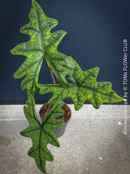 Alocasia Jacklyn, organically grown tropical plants for sale at TOMs FLOWer CLUB