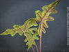 Alocasia Jacklyn, organically grown tropical plants for sale at TOMs FLOWer CLUB