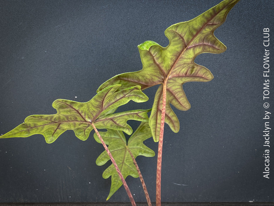 Alocasia Jacklyn, organically grown tropical plants for sale at TOMs FLOWer CLUB