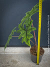 Alocasia Jacklyn, organically grown tropical plants for sale at TOMs FLOWer CLUB