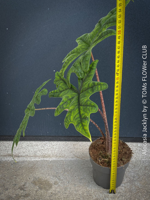 Alocasia Jacklyn, organically grown tropical plants for sale at TOMs FLOWer CLUB