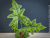Alocasia Jacklyn, organically grown tropical plants for sale at TOMs FLOWer CLUB