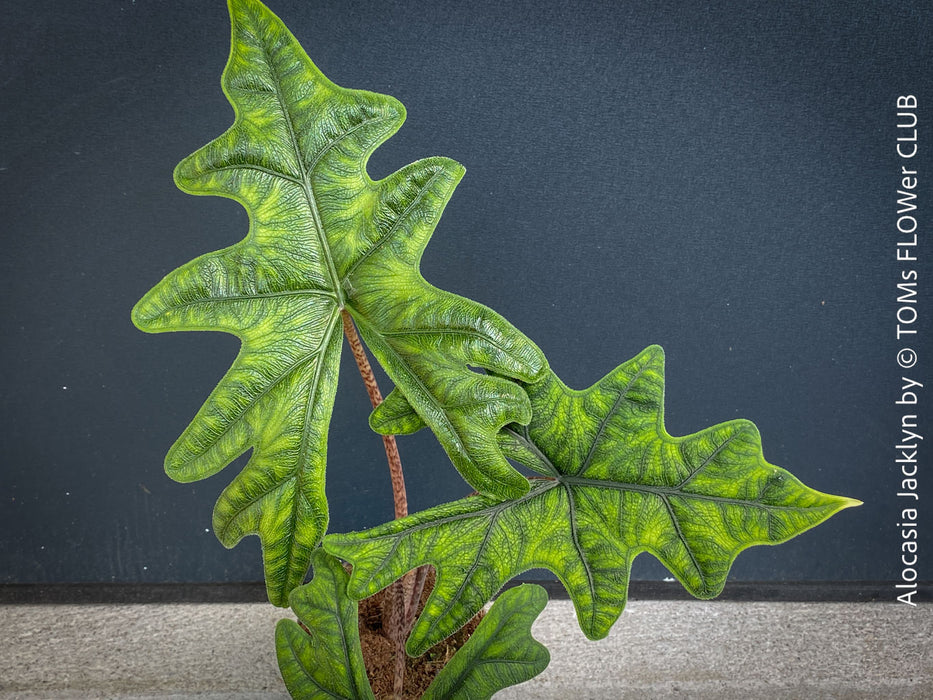 Alocasia Jacklyn, organically grown tropical plants for sale at TOMs FLOWer CLUB