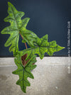 Alocasia Jacklyn, organically grown tropical plants for sale at TOMs FLOWer CLUB