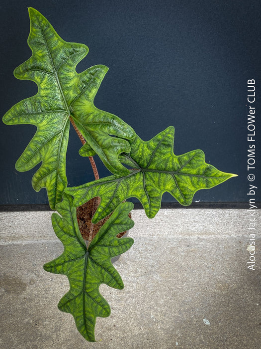 Alocasia Jacklyn, organically grown tropical plants for sale at TOMs FLOWer CLUB