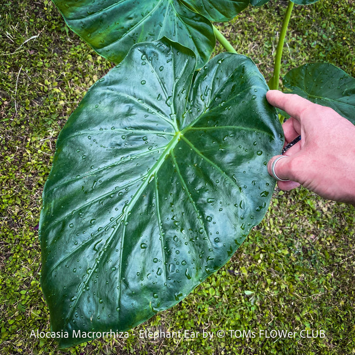 Alocasia macrorrhiza - Elephant Ear, organically grown tropical plants for sale at TOMs FLOWer CLUB