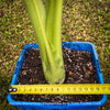 Alocasia macrorrhiza - Elephant Ear, organically grown tropical plants for sale at TOMs FLOWer CLUB