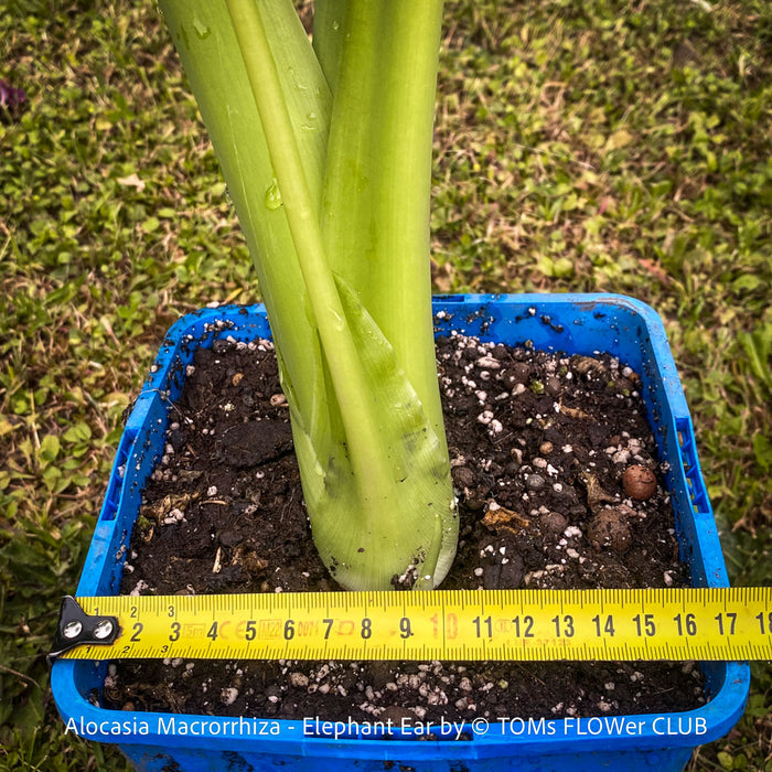 Alocasia macrorrhiza - Elephant Ear, organically grown tropical plants for sale at TOMs FLOWer CLUB