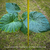 Alocasia macrorrhiza - Elephant Ear, organically grown tropical plants for sale at TOMs FLOWer CLUB