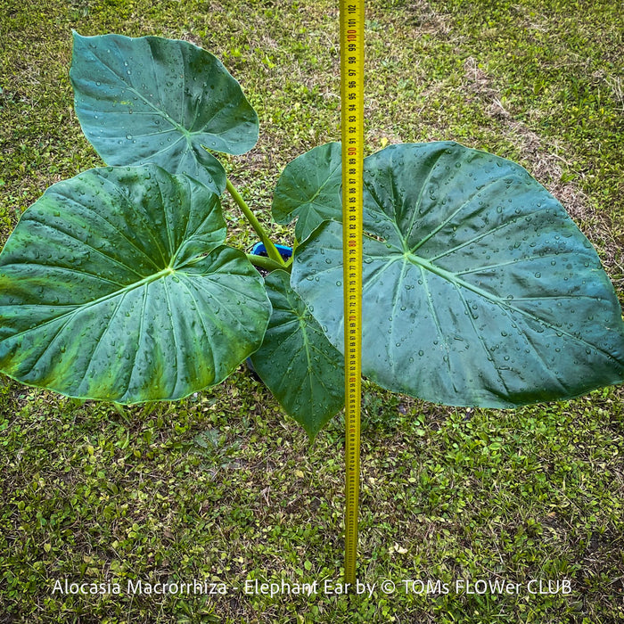 Alocasia macrorrhiza - Elephant Ear, organically grown tropical plants for sale at TOMs FLOWer CLUB