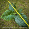 Alocasia macrorrhiza - Elephant Ear, organically grown tropical plants for sale at TOMs FLOWer CLUB