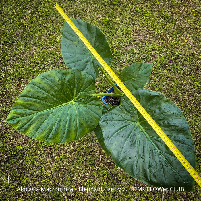 Alocasia macrorrhiza - Elephant Ear, organically grown tropical plants for sale at TOMs FLOWer CLUB