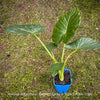 Alocasia macrorrhiza - Elephant Ear, organically grown tropical plants for sale at TOMs FLOWer CLUB