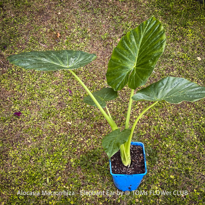 Alocasia macrorrhiza - Elephant Ear, organically grown tropical plants for sale at TOMs FLOWer CLUB