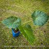 Alocasia macrorrhiza - Elephant Ear, organically grown tropical plants for sale at TOMs FLOWer CLUB