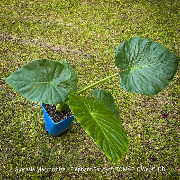 Alocasia macrorrhiza - Elephant Ear, organically grown tropical plants for sale at TOMs FLOWer CLUB