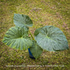 Alocasia macrorrhiza - Elephant Ear, organically grown tropical plants for sale at TOMs FLOWer CLUB