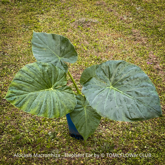 Alocasia macrorrhiza - Elephant Ear, organically grown tropical plants for sale at TOMs FLOWer CLUB