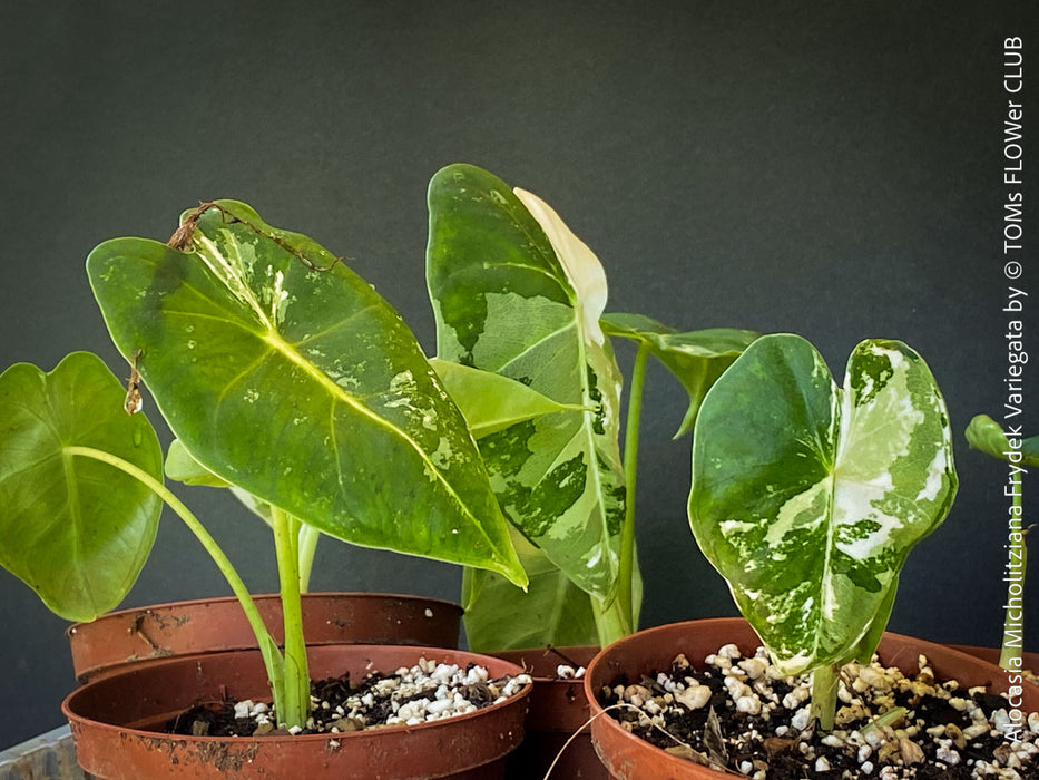 Alocasia Micholitziana Frydek Variegata, Elephant Ear, Variegata, variegated plants, organically grown tropical plants for sale at TOMs FLOWer CLUB; Insel Mainau, giant plant, Elefantenohr, elephants ear.
