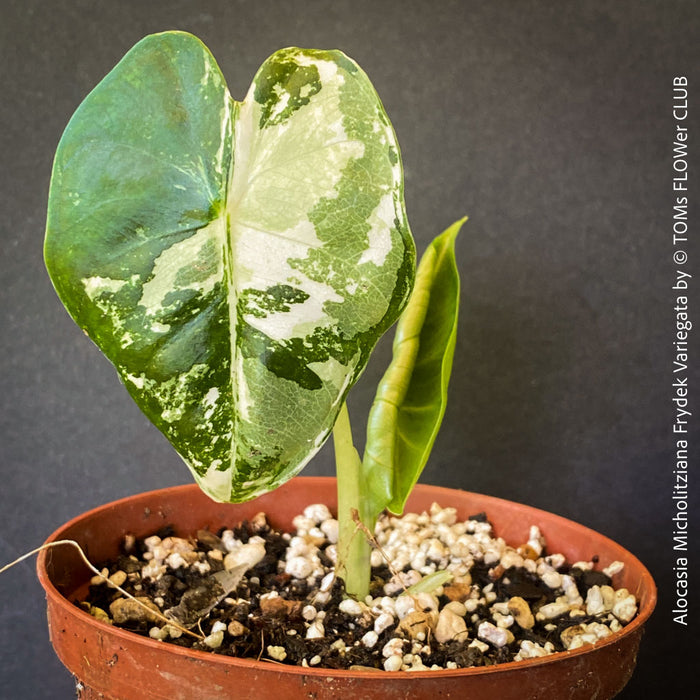 Alocasia Micholitziana Frydek Variegata, Elephant Ear, Variegata, variegated plants, organically grown tropical plants for sale at TOMs FLOWer CLUB; Insel Mainau, giant plant, Elefantenohr, elephants ear.