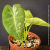 Alocasia Micholitziana Frydek Variegata, Elephant Ear, Variegata, variegated plants, organically grown tropical plants for sale at TOMs FLOWer CLUB; Insel Mainau, giant plant, Elefantenohr, elephants ear.