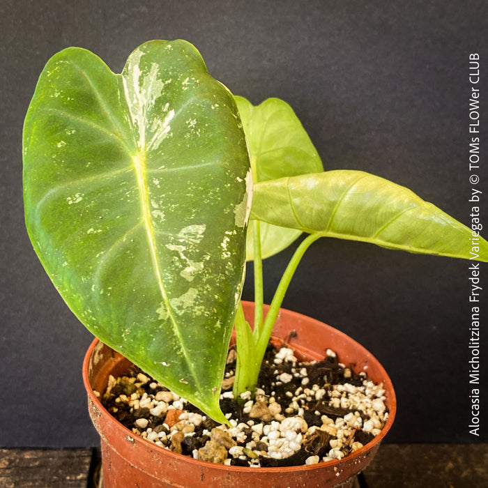 Alocasia Micholitziana Frydek Variegata, Elephant Ear, Variegata, variegated plants, organically grown tropical plants for sale at TOMs FLOWer CLUB; Insel Mainau, giant plant, Elefantenohr, elephants ear.