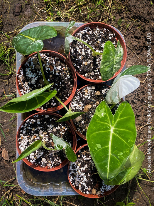 Alocasia Micholitziana Frydek Variegata, Elephant Ear, Variegata, variegated plants, organically grown tropical plants for sale at TOMs FLOWer CLUB; Insel Mainau, giant plant, Elefantenohr, elephants ear.