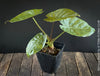 Alocasia Wentii - Elephant Ear, organically grown tropical plants for sale at TOMs FLOWer CLUB