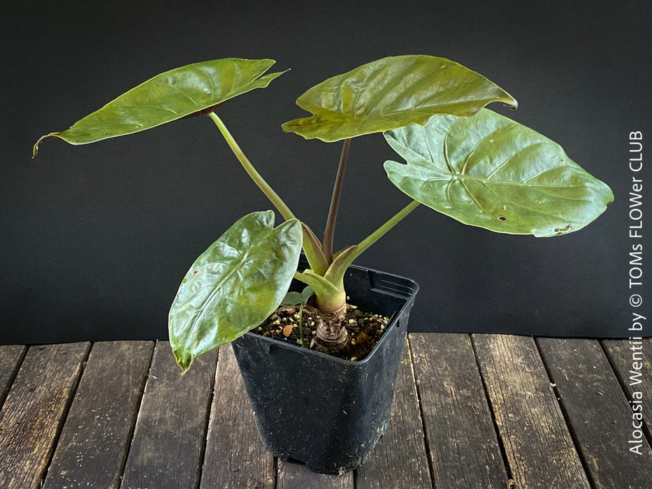 Alocasia Wentii - Elephant Ear, organically grown tropical plants for sale at TOMs FLOWer CLUB