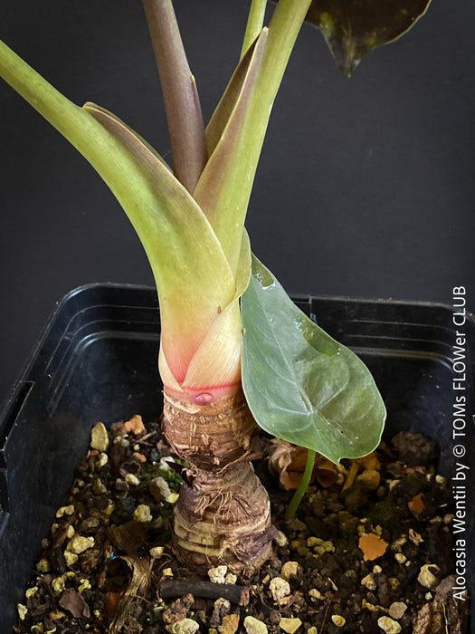 Alocasia Wentii - Elephant Ear, organically grown tropical plants for sale at TOMs FLOWer CLUB